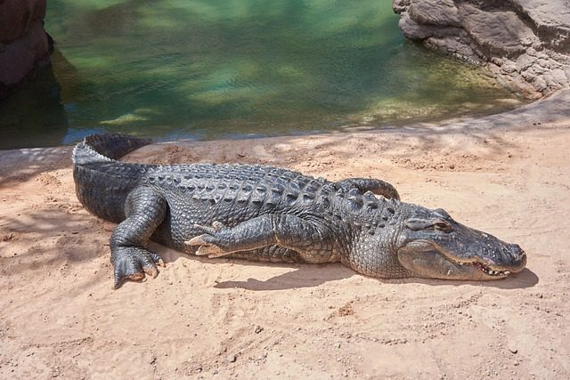 Verschil krokodil en alligator