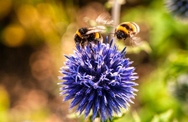 Verschil hommel en bij