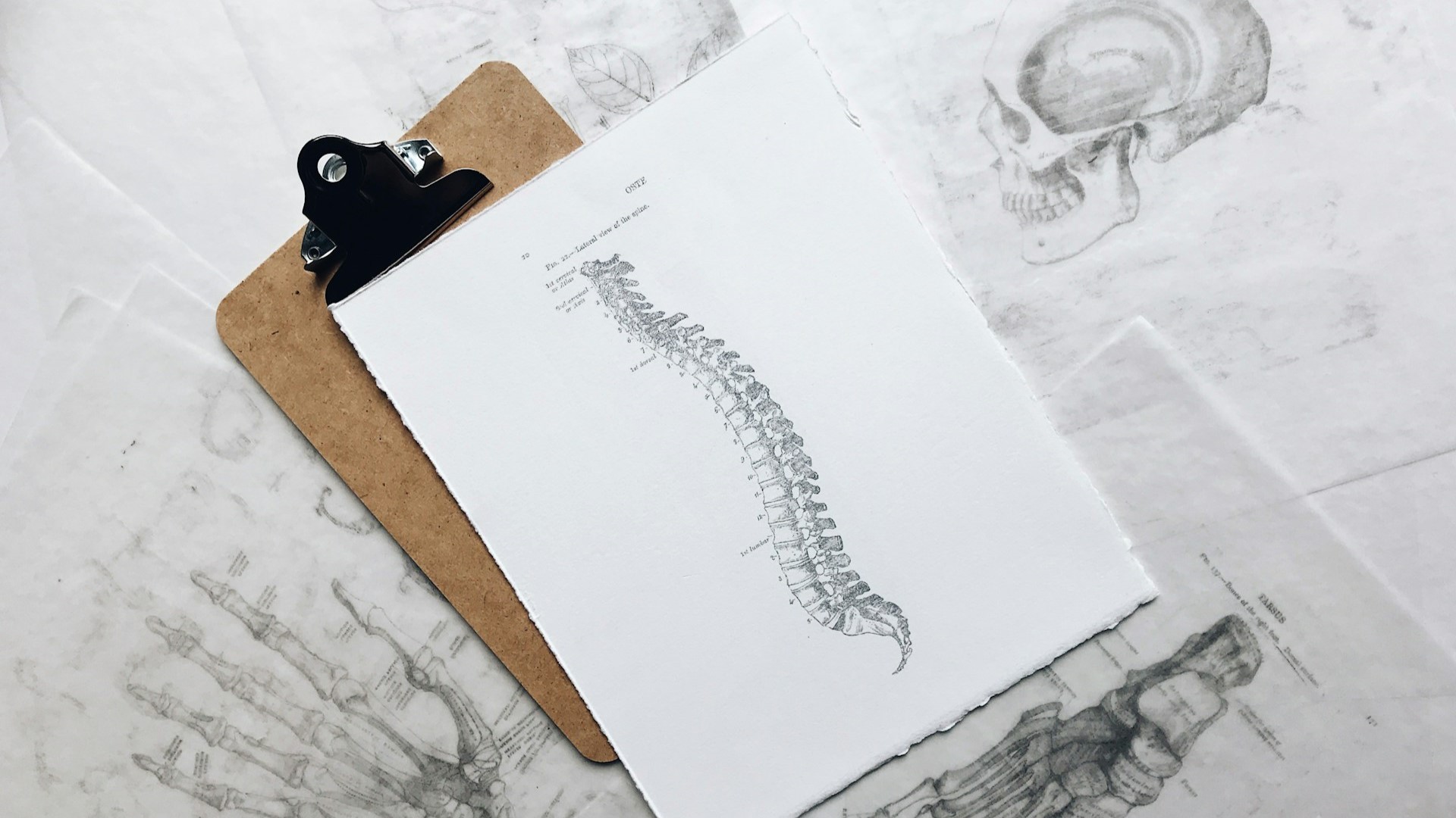 Illustratie van de wervelkolom op papier, relevant bij keuze tussen fysiotherapie of chiropractie